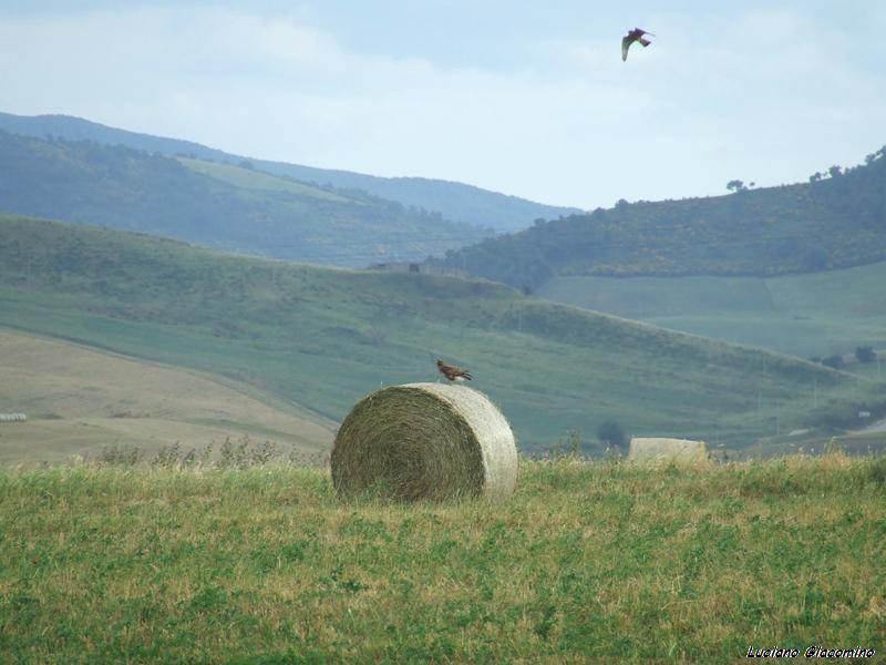 poiane foto